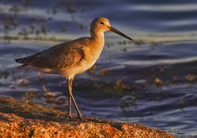 Large shorebirds/Rails