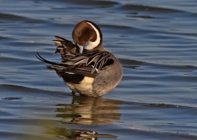 IMG_1004northern pintail.jpg