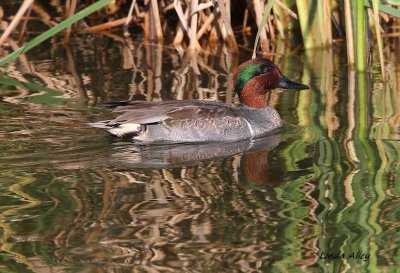 IMG_9697green winged teal.jpg