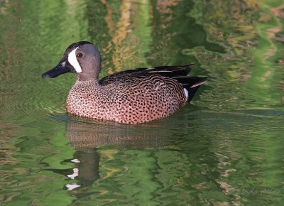 IMG_1601blue winged teal.jpg