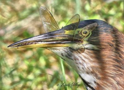 Herons/Egrets