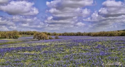 Wildflowers of Texas