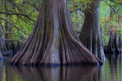 Caddo Lake