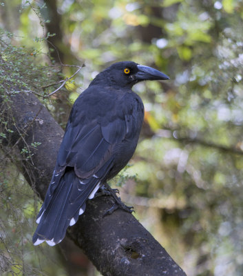 Black Currawong (Tas.endemic)