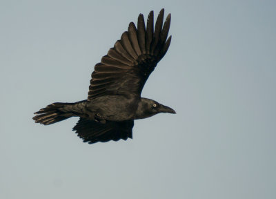 Forest Raven (adult)