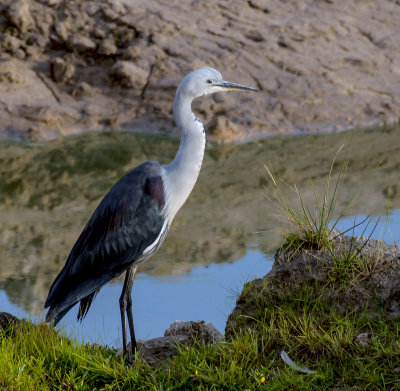 White-necked Heron