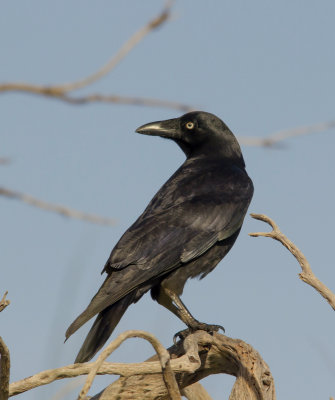 Forest Raven (immature)