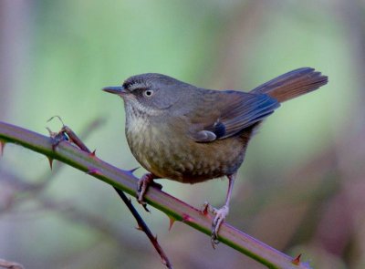 Tasmanian Scrubwren