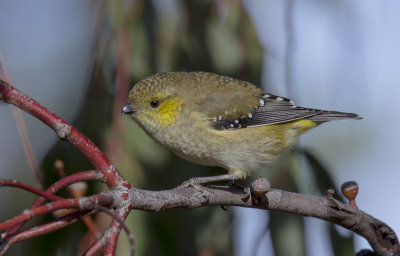 Forty-spotted Pardalote