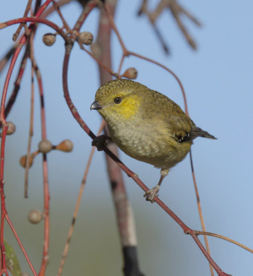 Forty-spotted Pardalote