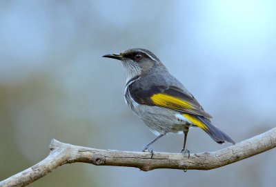 Crescent Honeyeater