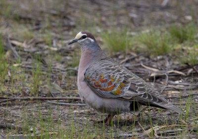 Common Bronzewing