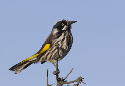 Honeyeaters