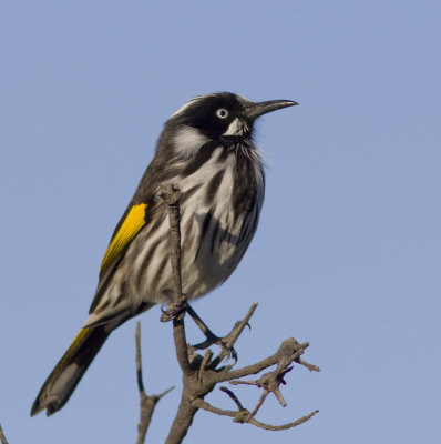 New Holland Honeyeater