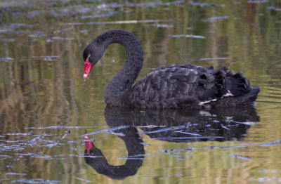 Black Swan