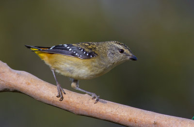 Spotted Pardalote