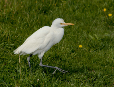 Cattle Egret