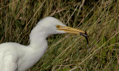Cattle Egret