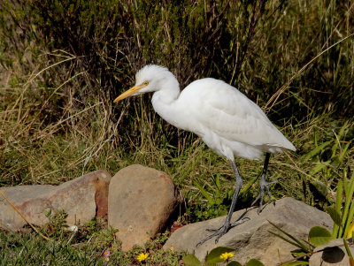 Cattle Egret