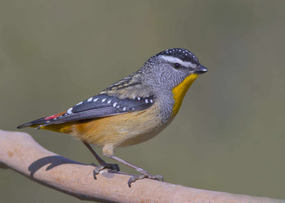 Spotted Pardalote