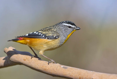 Spotted Pardalote