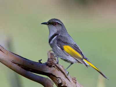 Crescent Honeyeater (male)