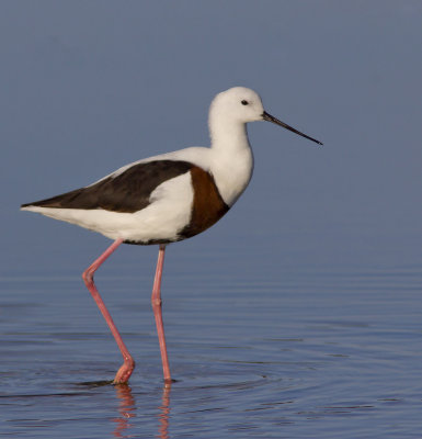 Banded Stilt