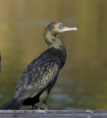 Little Black Cormorant