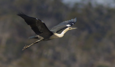 White-necked Heron