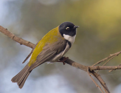 Black-headed Honeyeater