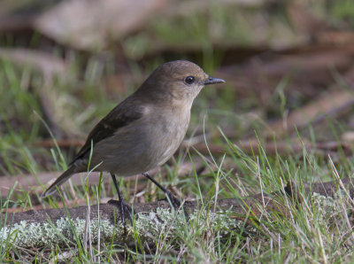 Dusky Robin