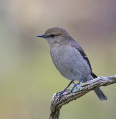 Dusky Robin