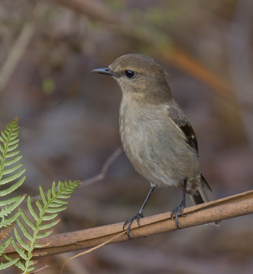 Dusky Robin