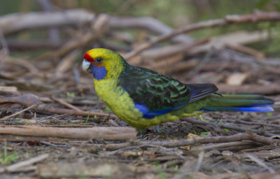 Green Rosella