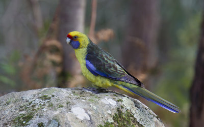 Green Rosella 