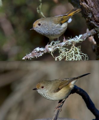 Brown vs Tasmanian Thornbill (top)