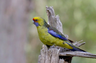 Green Rosella (see endemics)