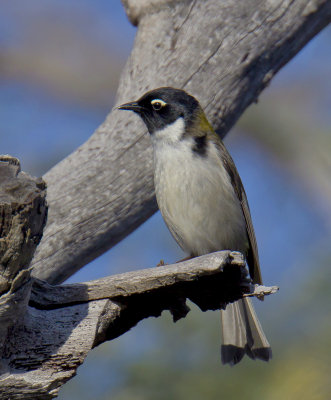 Black-headed Honeyeater