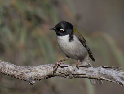 Black-headed Honeyeater