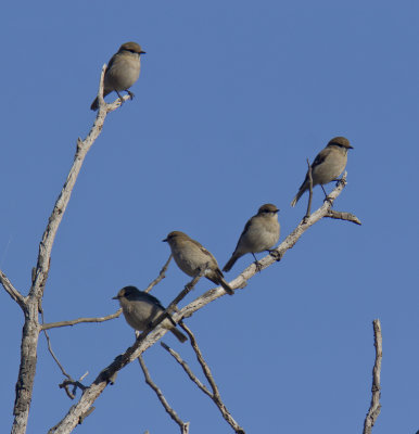 Dusky Robin