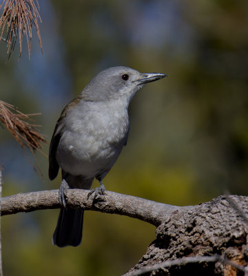 Grey Shrike-thrush