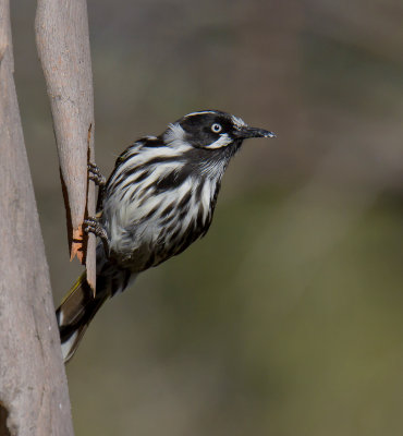 New Holland Honeyeater