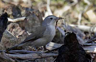 Grey Shrike-thrush