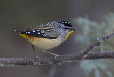 Spotted Pardalote