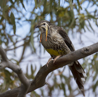 Yellow Wattlebird