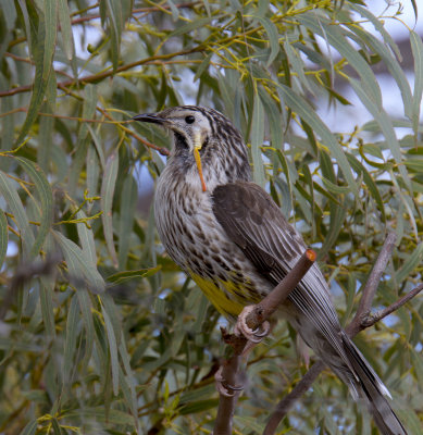 Yellow Wattlebird