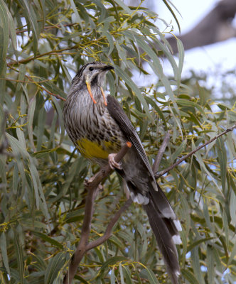 Yellow Wattlebird