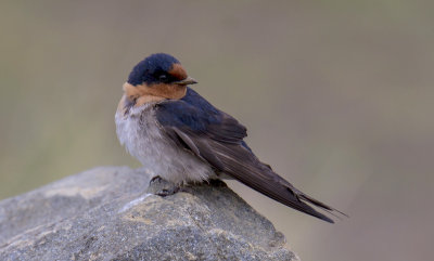 Welcome Swallow