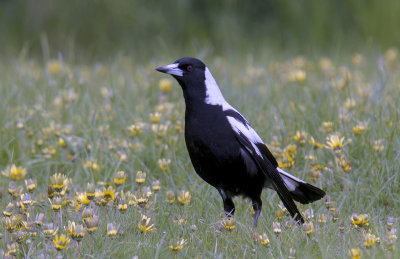 Australian Magpie