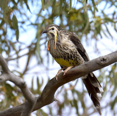 Yellow Wattlebird